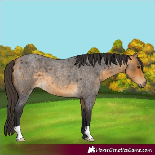 Horse Color:Buckskin Roan 