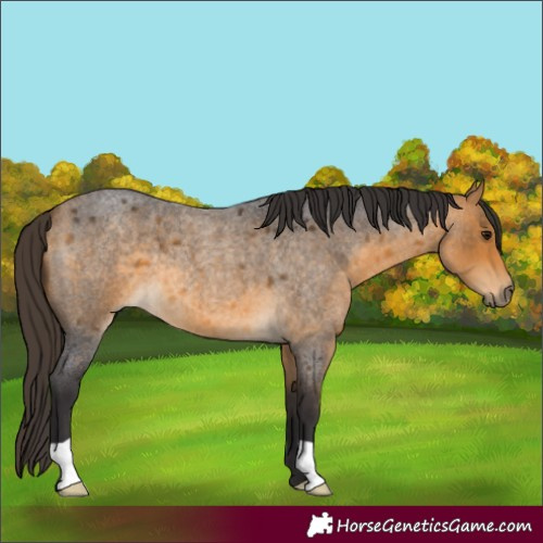 Horse Color:Buckskin Roan 