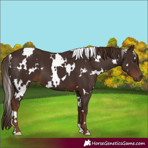 Horse Color:White Spotted Liver Chestnut 