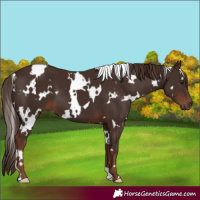 Horse Color:White Spotted Liver Chestnut 