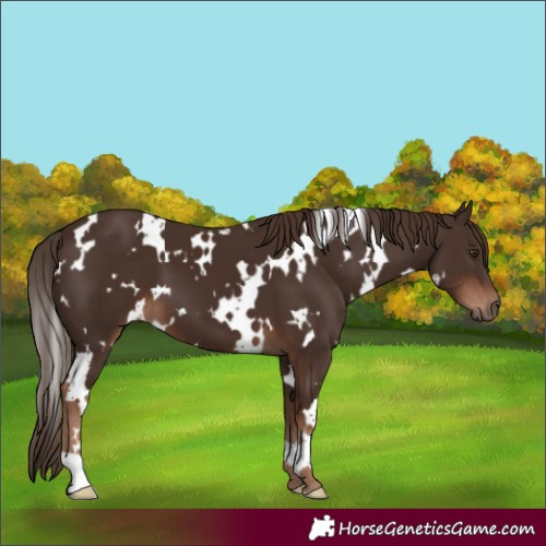Horse Color:White Spotted Liver Chestnut 