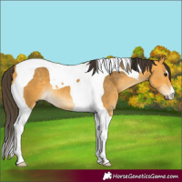 Horse Color:Buckskin Tobiano