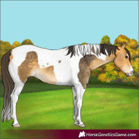 Horse Color:Buckskin Tobiano 