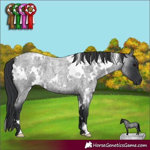 Horse Color:White Spotted Blue Roan 