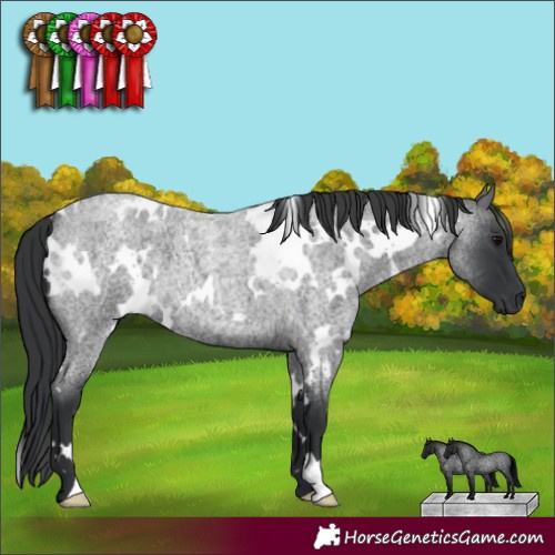Horse Color:White Spotted Blue Roan 