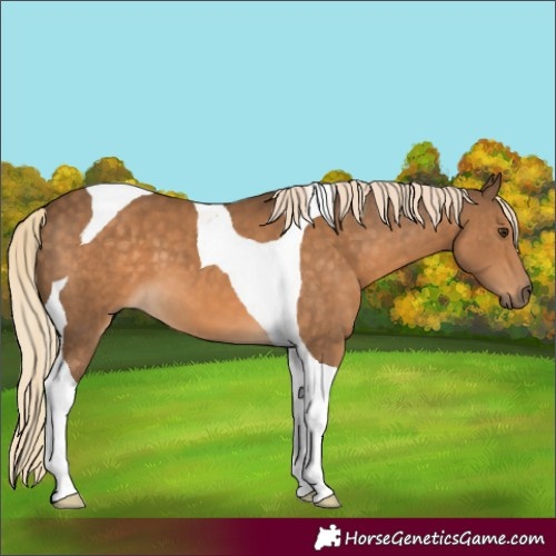 Horse Color:Chocolate Palomino Tobiano 