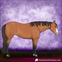 Horse Color:Bay Splash 