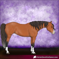Horse Color:Bay Splash 