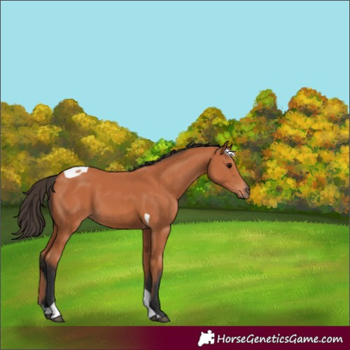 Horse Color:Bay Tobiano 