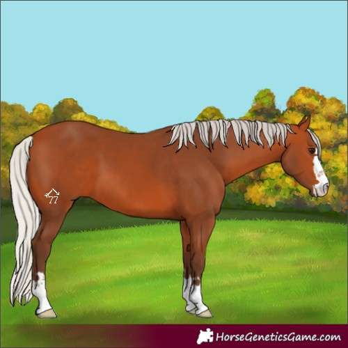 Horse Color:Silver Bay 
