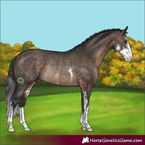 Horse Color:Brown Dun Sabino Rabicano 