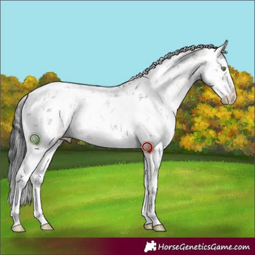 Horse Color:White Spotted Brown Dun Sabino Rabicano 