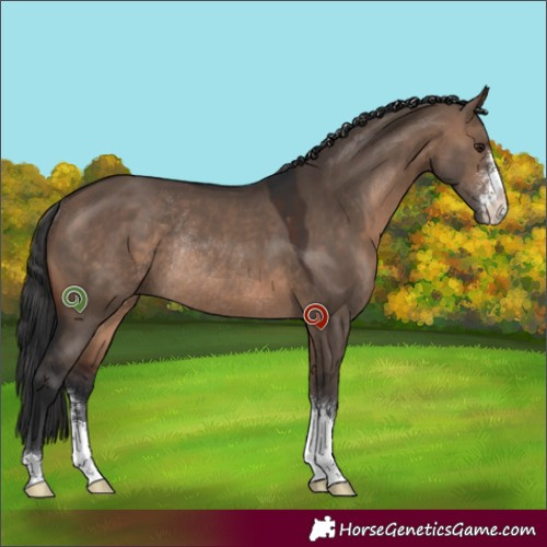 Horse Color:Brown Dun Sabino Rabicano 