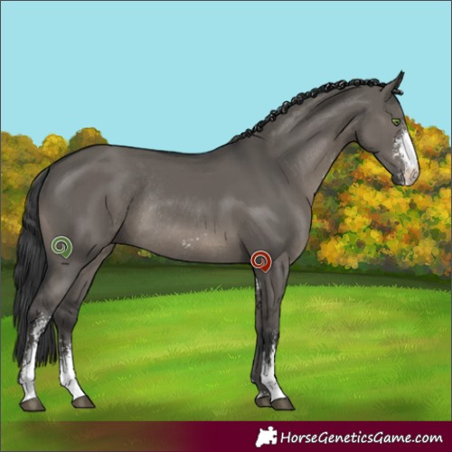 Horse Color:Grullo Sabino Rabicano 