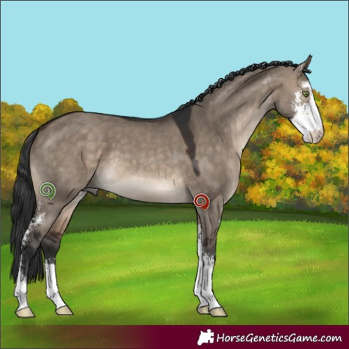 Horse Color:Brown Dun Sabino 