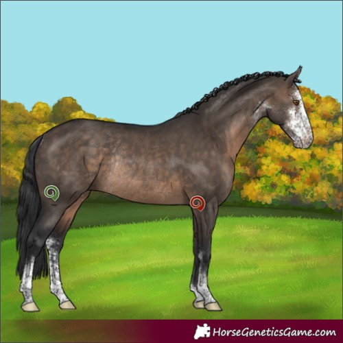 Horse Color:Brown Dun Sabino Rabicano 