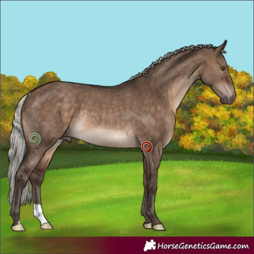 Horse Color:Silver Brown Dun Rabicano 