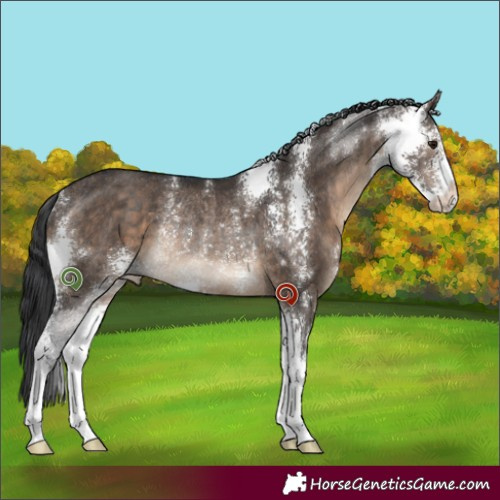 Horse Color:Brown Dun Sabino Rabicano 