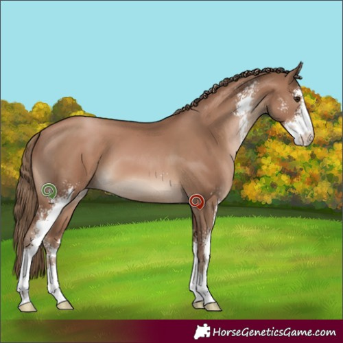 Horse Color:Black Pearl Sabino 