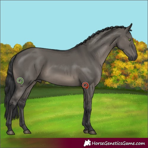 Horse Color:Grullo Rabicano 