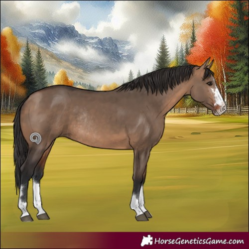 Horse Color:Bay Dun Rabicano 