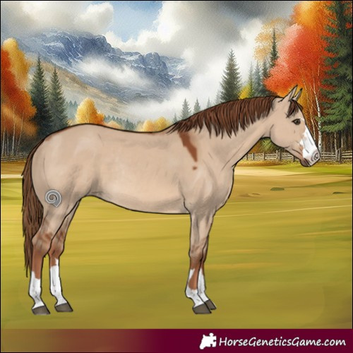 Horse Color:Red Dun Rabicano 