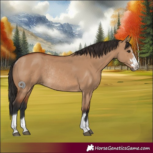 Horse Color:Bay Dun Rabicano 