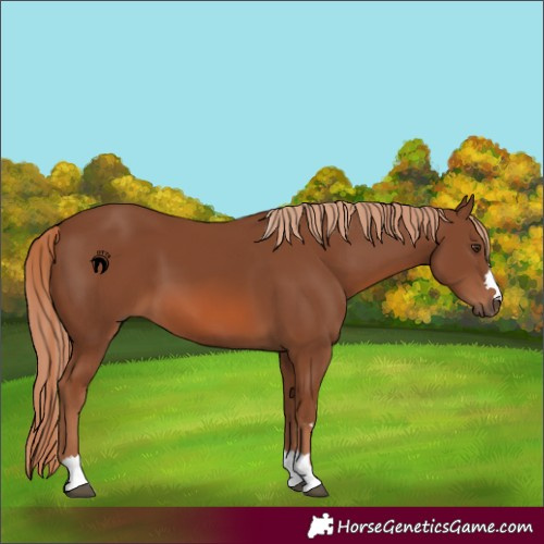 Horse Color:Chestnut 