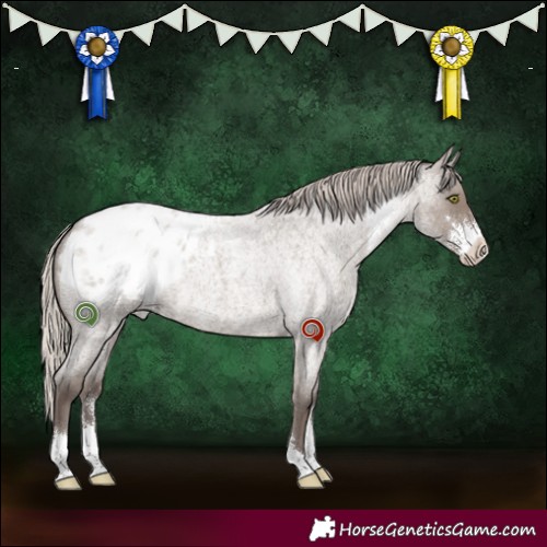 Horse Color:Silver Grullo Roan Sabino Appaloosa 