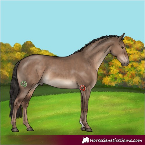 Horse Color:Liver Red Dun Sabino 