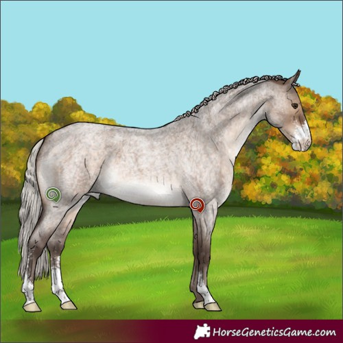 Horse Color:Silver Brown Roan Dun Sabino 