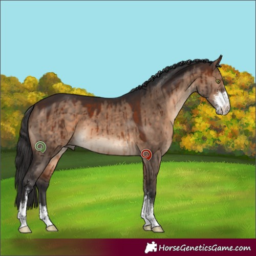 Horse Color:Brown Dun Sabino Brindle 