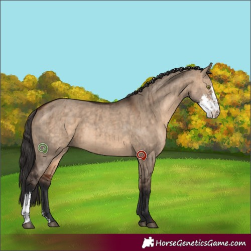 Horse Color:Bay Dun Sabino Brindle 