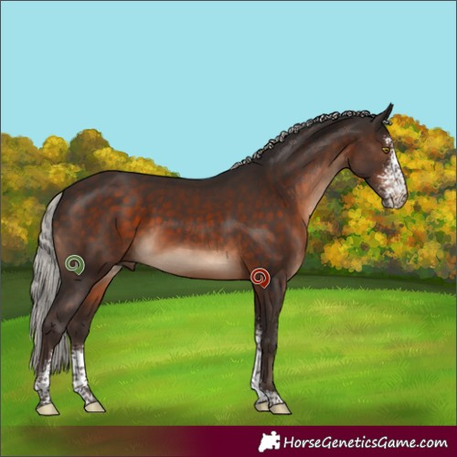 Horse Color:Silver Brown Sabino 