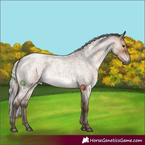 Horse Color:Silver Brown Roan Dun 