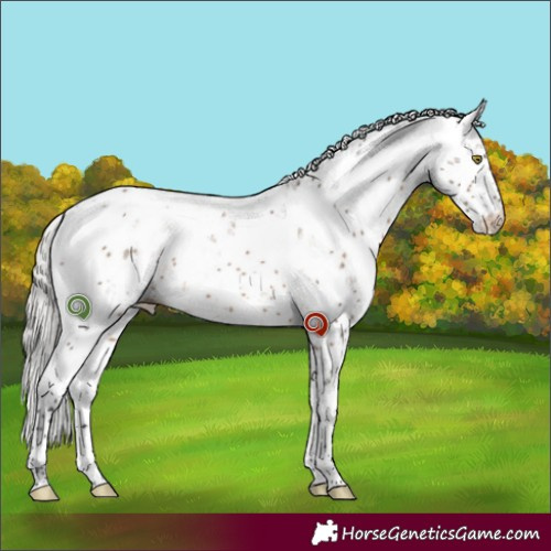 Horse Color:Silver Brown Dun Sabino Brindle 