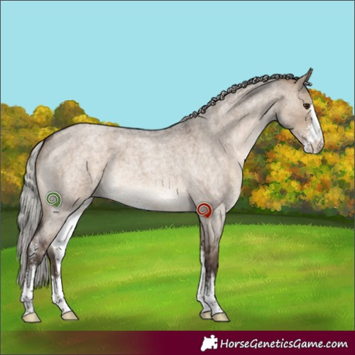 Horse Color:Silver Brown Roan Dun Sabino 