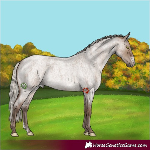 Horse Color:Silver Grullo Roan Sabino 