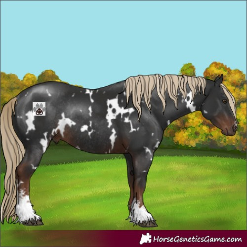 Horse Color:White Spotted Liver Chestnut Sabino Rabicano 
