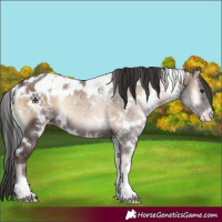 Horse Color:White Spotted Liver Red Onyx Blanket Rabicano 