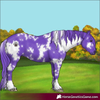 Horse Color:Watercolor White Spotted Liver Chestnut 