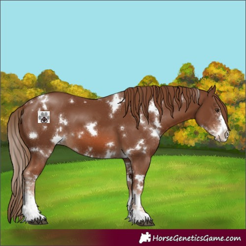 Horse Color:White Spotted Chestnut Sabino 