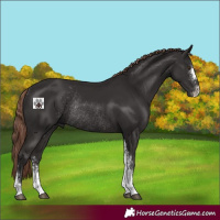 Horse Color:Liver Chestnut Sabino Rabicano