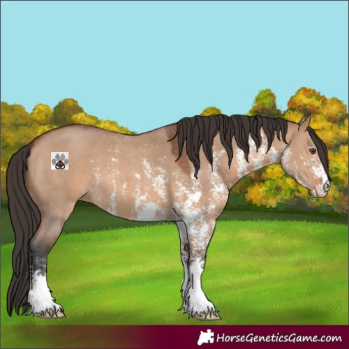 Horse Color:Bay Dun Sabino 