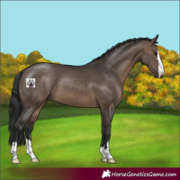 Horse Color:Brown Dun 
