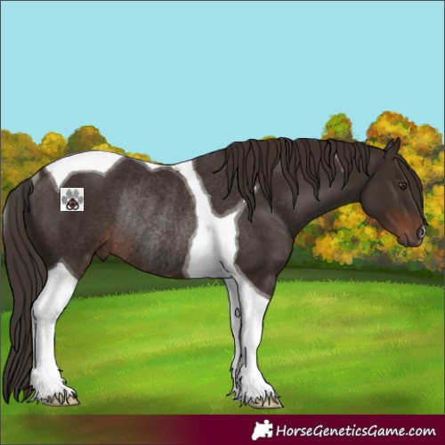 Horse Color:Liver Chestnut Tobiano Rabicano 