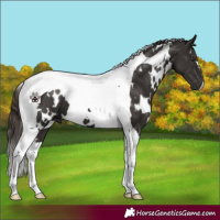 Horse Color:White Spotted Liver Chestnut Tobiano 