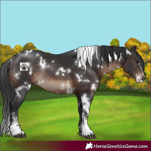 Horse Color:White Spotted Brown Sabino Rabicano 