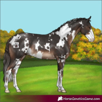 Horse Color:White Spotted Liver Chestnut Sabino Rabicano