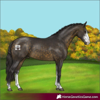 Horse Color:Buckskin Sabino